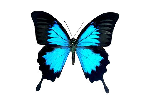 Papilio ulysses ulysses (Linnaeus, 1758)