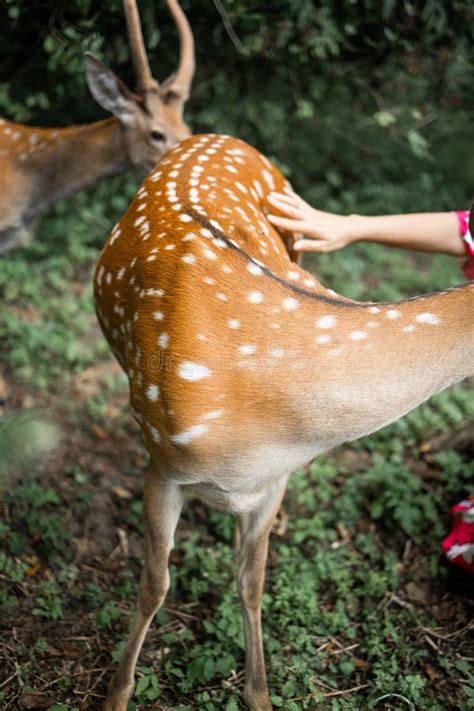 People Feed Animals at Outdoor. Family Summer Trip To Zoological Garden Stock Image - Image of ...