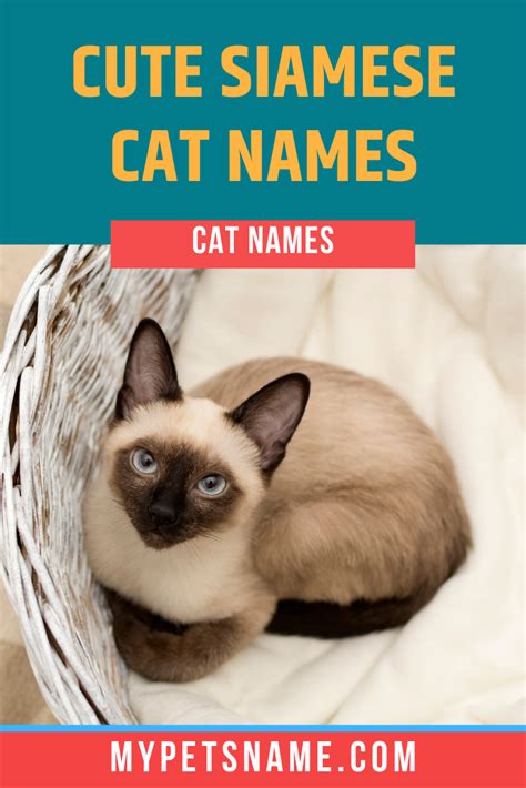 Siamese Cat Names Aristocats - PARENTING CATS