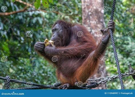 Orangutan Eating Banana at Feeding Platform Stock Image - Image of platform, borneo: 113948997