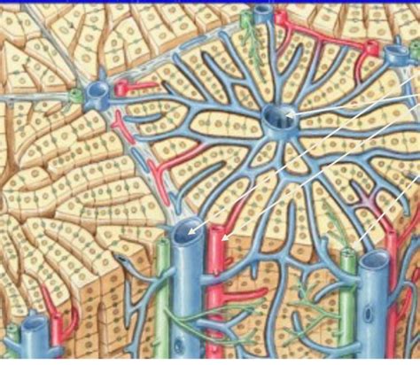 Hepatic sinusoids Diagram | Quizlet