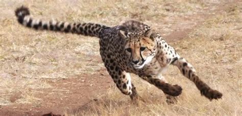 Hunting with a Cheetah - PetTime