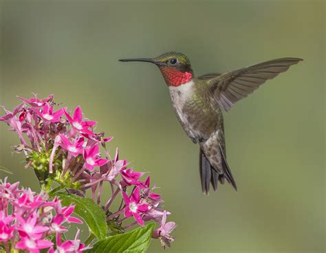 America's valiant migrating hummingbirds | Welcome Wildlife