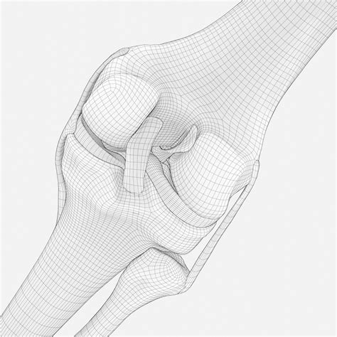 3D Knee Anatomy - TurboSquid 1959434