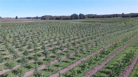 Tree Farming - Canadian Food Focus