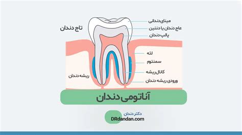 🦷 عکس ساختار و آناتومی دندان (آشنایی با 11 بخش حیاتی یک دندان با فیلم عکس)