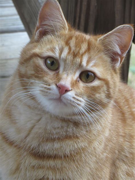 an orange and white cat sitting on top of a wooden floor next to a fence