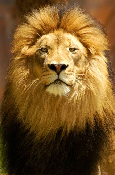 Symbolic meaning of lions | Lion, Lion symbolism, Lion images