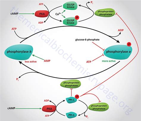 Glycogen Synthesis and Metabolism | Biochemistry, Metabolism, Ap biology