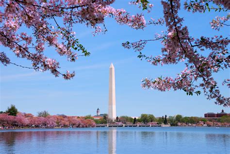 Capital Hilton Springs into Washington DC’s Cherry Blossom Celebrations