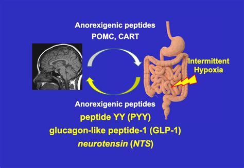 IJMS | Free Full-Text | Intermittent Hypoxia Up-Regulates Gene ...