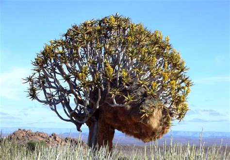 A flowering cuiver tree with a social weaver nest in the Gondwana Canyon Park. | Travel Namibia ...