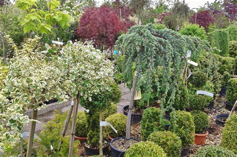 Ornamental Shrubs - Wilscape Nursery & Garden Center RI, MA, CT - Wilscape Nursery & Garden ...