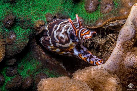 Dragon Moray Eel-Facts and Photographs | Seaunseen