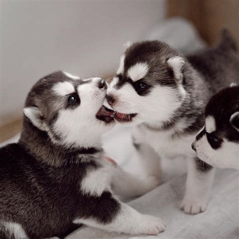 Adorables cachorros de Husky Siberiano - Perros Amigos