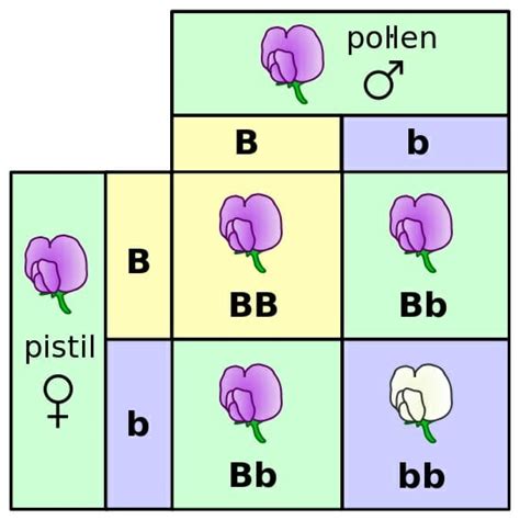 Recessive Trait - Definition and Examples | Biology Dictionary