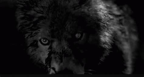 Wolf Growl GIF - Wolf Growl Scary - Discover & Share GIFs