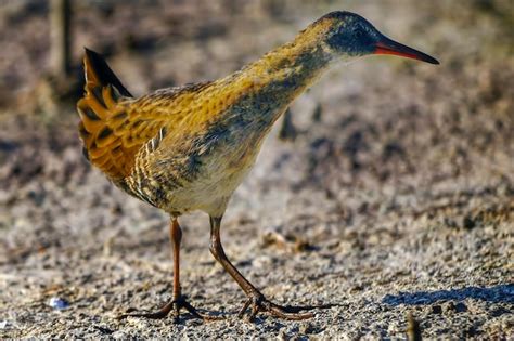 Premium Photo | The european rail or common rail is a species of bird in the rallidae family