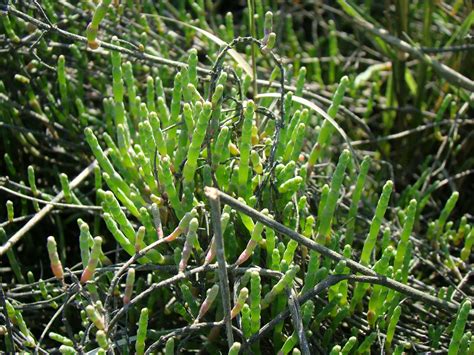 Leaves of Plants: Pickleweed