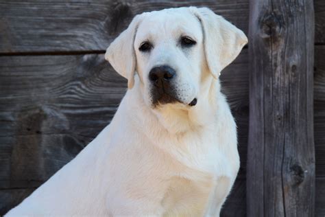 Home of outstanding AKC English Labrador Retrievers | Lab Breeder Idaho | English lab puppies ...