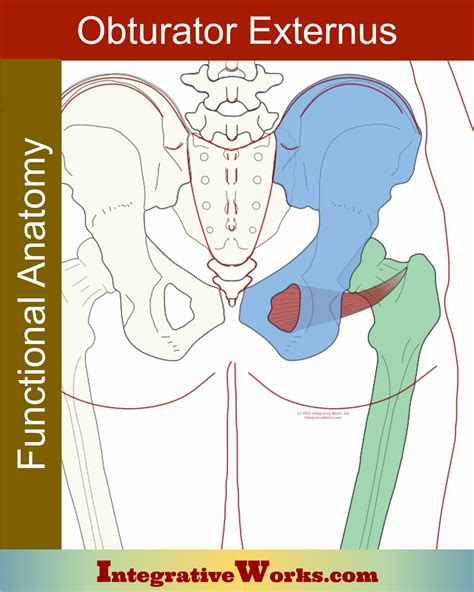 Obturator Externus - Functional Anatomy - Integrative Works