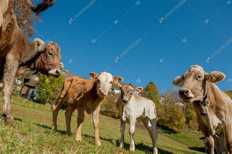 Grazing Cows Feeding on Grass Stockfoto 104353