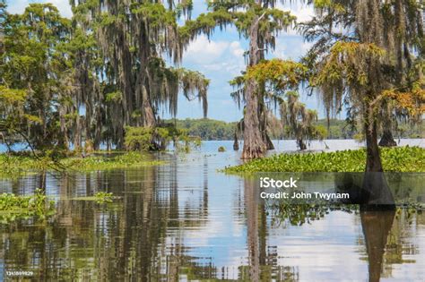 Reflections In A Louisiana Swamp Stock Photo - Download Image Now - Louisiana, Swamp, Wetland ...