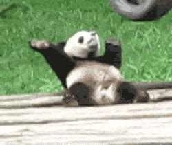 Dancing Panda GIFs - Find & Share on GIPHY