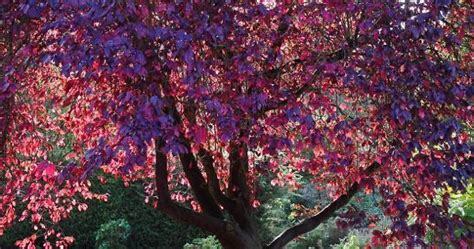 Buy Autumn Purple Ash Tree | The Tree Center