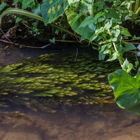 Ceratophyllum demersum — Florida Aquatic Nurseries