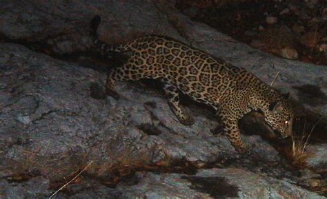 Scientists Identify Large Swath of Potential Habitat for Jaguar in ...