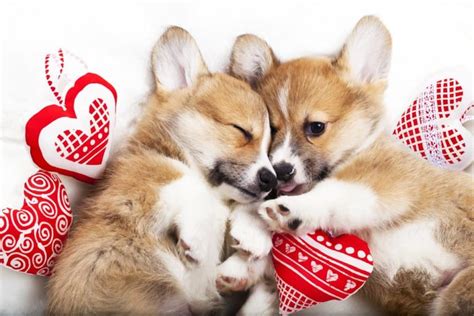 61 Dog Valentine Puns and Sayings to Show Your Love - Great Pet Living