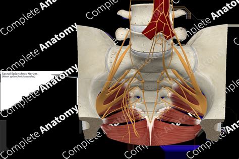 Sacral Splanchnic Nerves | Complete Anatomy