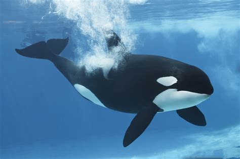 SeaWorld's Shamu Shows Won't Be Banned for Now, Assembly Panel Decides - Times of San Diego