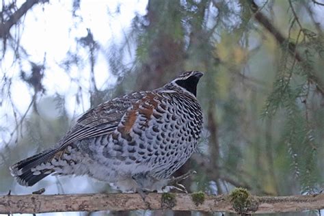 OSLO BIRDER: Hazel Grouse again