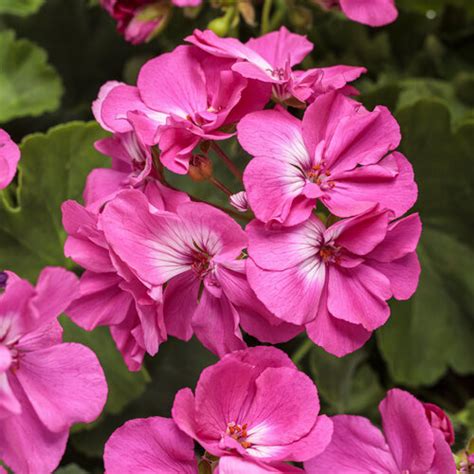 Boldly® Hot Pink - Geranium - Pelargonium interspecific | Proven Winners