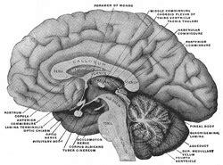 Posterior commissure | Psychology Wiki | Fandom