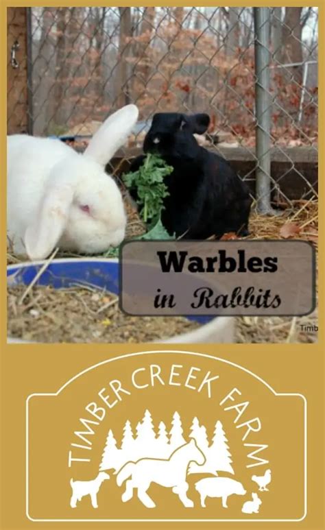 Warbles in Rabbits Caused by the Bot Fly - Timber Creek Farm