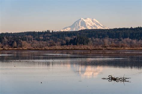 Nisqually National Wildlife Refuge Stock Photos, Pictures & Royalty ...