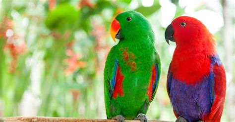 The 10 Most Beautiful Parrots In The World - A-Z Animals