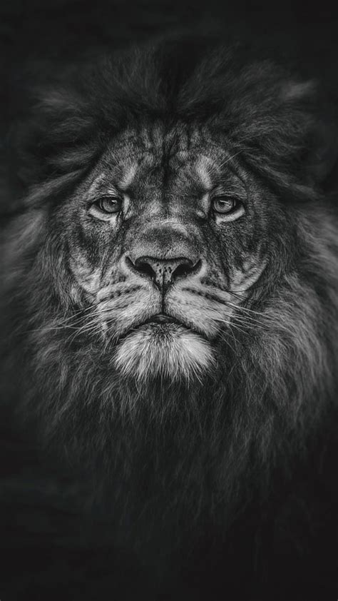 Black Lion iPhone HD phone wallpaper | Pxfuel