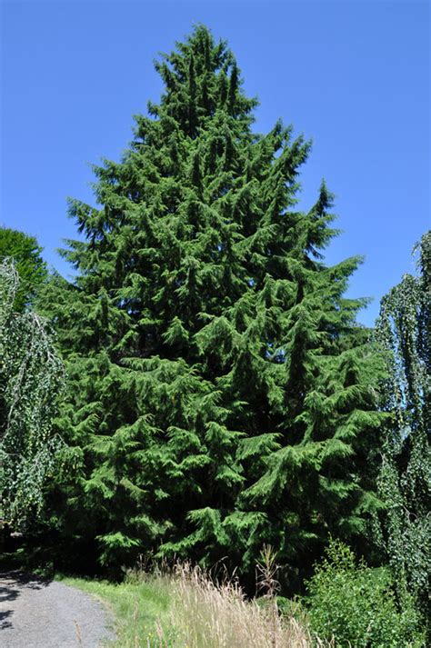 Western Hemlock: Iconic Evergreen with Unique Features