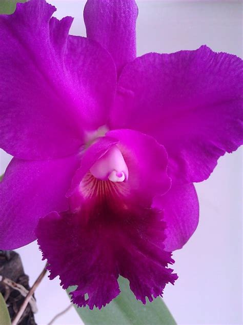 Day 3 enjoying the full bloom of my orchid. #Colombia's national flower! | Flickr - Photo Sharing!