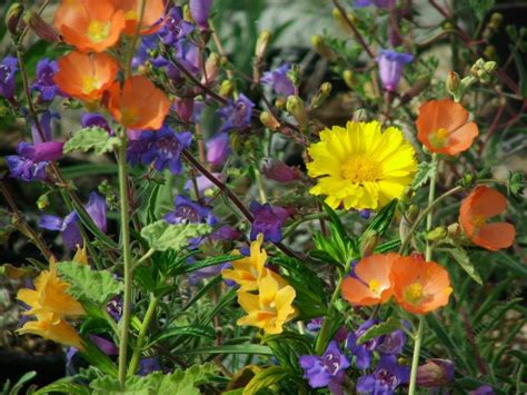 How to plant California native wildflowers.