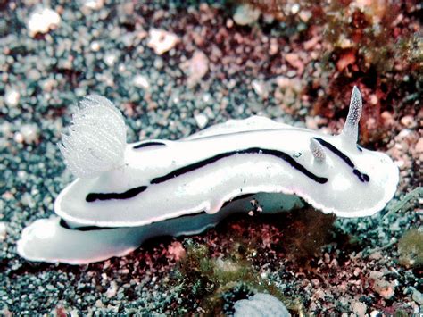 Nudibranch photo used to inspire the sea slug yarn. | Sea slug, Blue ...