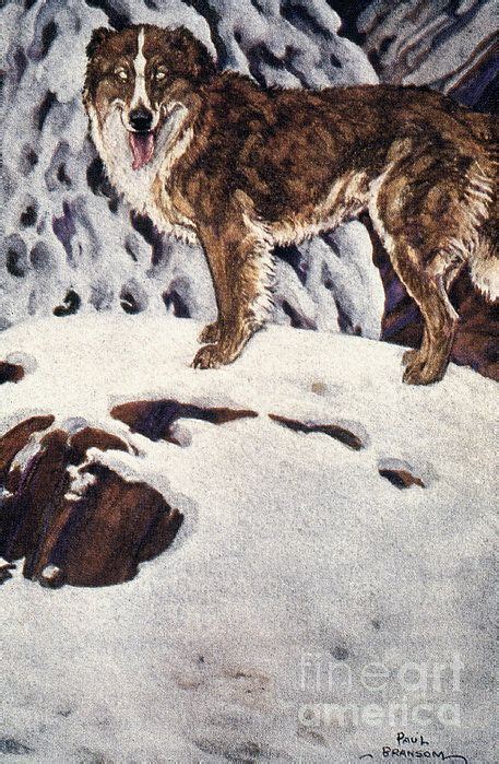 CALL OF THE WILD, 1903. Buck. Illustration by Paul Bransom to an early ...