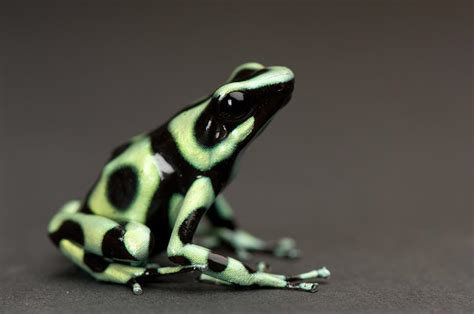 A Green And Black Poison Dart Frog Photograph by Joel Sartore