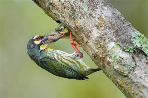 The breeding season in Singapore – Birds of Singapore