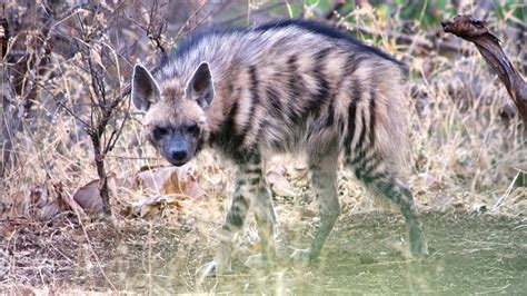 Hyenas And Wolves Are Teaming Up To Survive | Gizmodo Australia