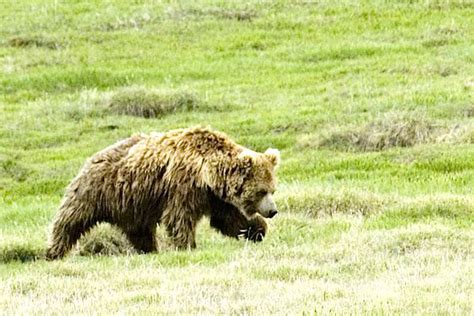 Himalayan brown bear - Alchetron, The Free Social Encyclopedia